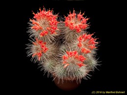 Mammillaria setispina 1357